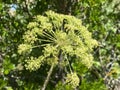 Garden angelica / Angelica archangelica / Wild celery, Norwegian angelica, Erz Engelwurz, Arznei-Engelwurz, Echte Engelwurz,